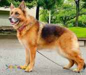 فروش ژرمن شولاین های باهوش 