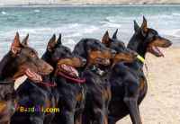 توله دوبرمن ۲ ماهه سگ نگهبان 