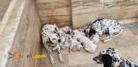 فروش توله دالمیشن خال خالی