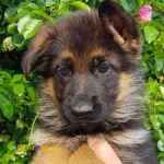 مرکز پرورش توله سگ های ژرمن شپرد