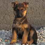 فروش سگ ژرمن شپرد _ فروش سگ ژرمن شولاین