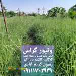 تولید نهال وتیور گراس 