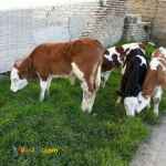 خرید و فروش گوساله سیمینتال