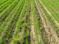 آبیاری قطره ای نواری یا تیپ