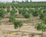 ابیاری با آرایش دوردیفه