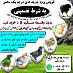 فروش جوجه ها و نیمچه های اصل عربی و محلی به قیمت عمده 
