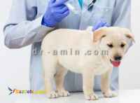 درمان سگ و گربه