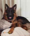 توله سگ ژرمن شپرد نمایشی و با اصالت