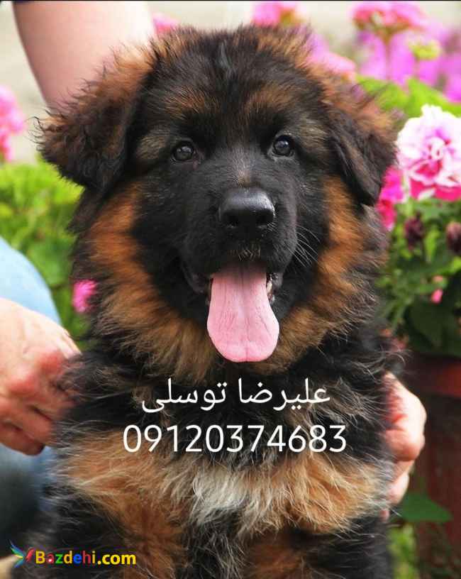 قیمت توله ژرمن شپرد_قیمت توله ژرمن شپرد 2ماهه