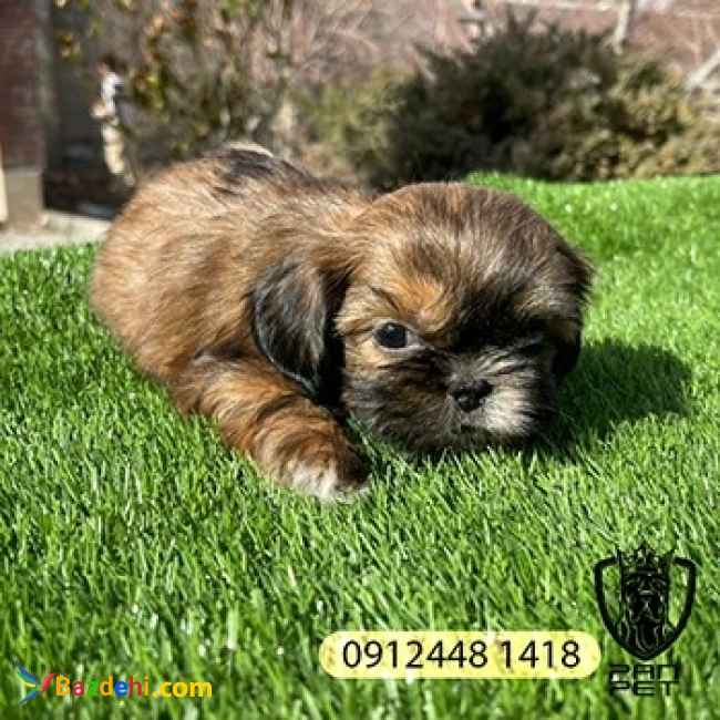 شیتزو سوپر فلت سایز جیبی