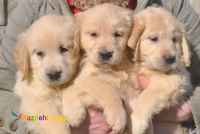 سگ_گلدن رتریور قیمت توله_گلدن رتریور سگ_مهربان سگ_خانواده