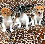 فروش سگ خانگی