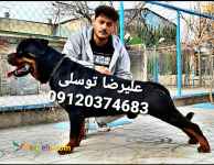 روتوایلر پوزه دلقکی_سگ روتوایلر _روتوایلر