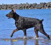 فروش توله سگ دوبرمن پینچر اروپایی در کرج