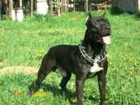 توله پیت بول،قیمت توله پیتبول