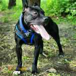 پیت بول مشکی