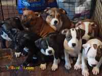 فروش تخصصی سگ پیت بول