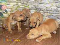 سگ پیت بول توله رنگ روشن