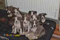 فروش توله سگ پیت بول 