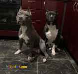 فروش سگ پیتبول-قیمت توله پیت بول