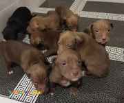 فروش توله پیت بول اصیل-قیمت توله پیتبول