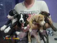 توله سگ پیت بول