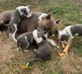 توله سگ امریکن پیت بول 