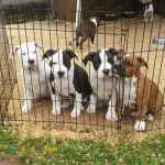 سگ پیت بول در رنگ های مختلف-پیتبول