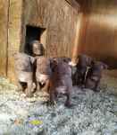 پیت بول رد نویز