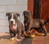 فروش توله پیتبول-پیت بول رنگ بلو