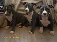 قیمت توله سگ پیتبول-خرید توله پیت بول