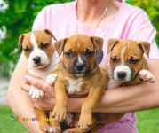 فروش پیت بول،قیمت پیت بول،خرید پیت بول