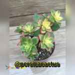 فروش انواع کاکتوس(عمده و تک)