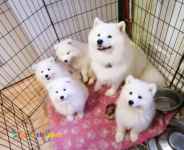 توله سامویید نر ماده