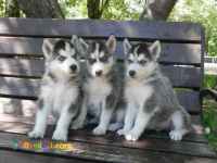 توله هاسکی - قیمت هاسکی