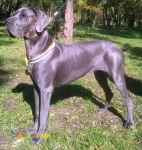 توله گریت دین بلو-قیمت گریت دین اصیل