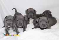 پیت بول بلو - قیمت توله پیت بول اصیل