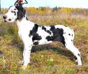 توله گریت دین-گریت دین مشکی