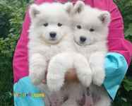 توله ساموید حرفه ای - قیمت ساموید