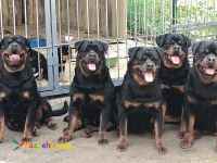 مرکز پرورش سگ روتوایلر