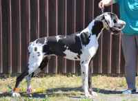 فروش سگ گریت دین-قیمت گریت دین