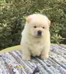 توله سگ چاو چاو اصیل - وارداتی