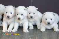 سگ هاسکی در رنگ های مختلف