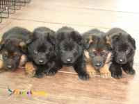 ژرمن شپرد در رنگ های مختلف