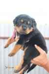 فروش توله روتوایلر حرفه ای