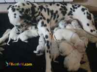 فروش توله سگ دالمیشن