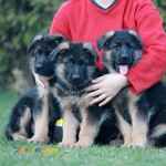 پرورش تخصصی سگ ژرمن شپرد