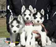 توله سگ هاسکی