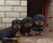 توله سگ روتوایلر 45 روز تا 3 ماه