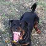 روتوایلر نگهبان نر و ماده